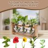 3 Heart Shaped Vases Wooden Stand Desktop Air Planter
